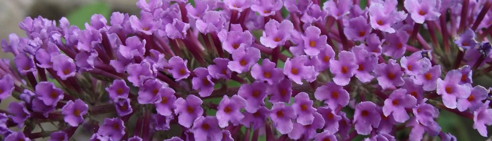 Lilac Flower.jpg